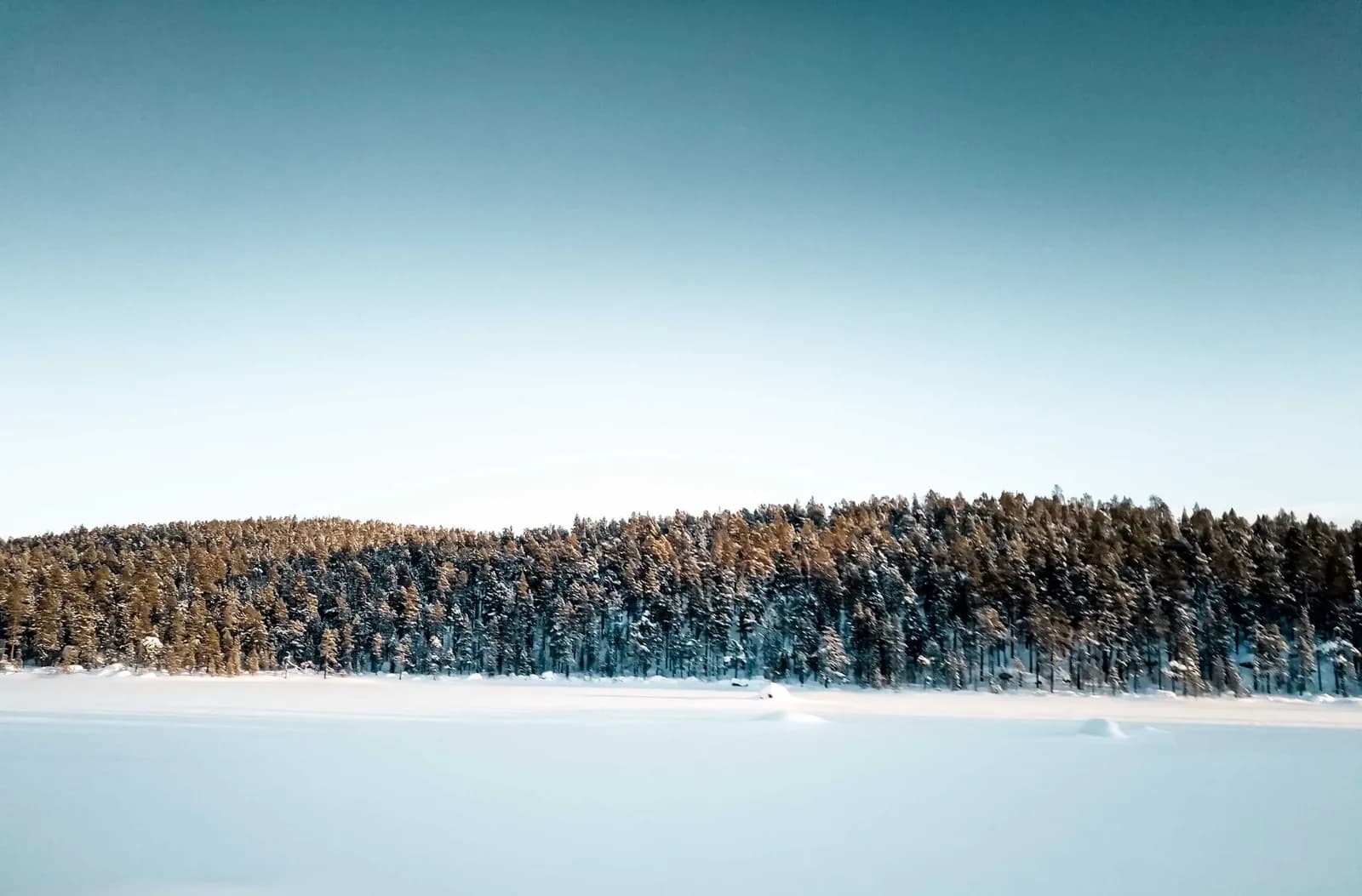 Rive gelée du lac Inari bordée de forêt boréale, en Laponie finlandaise
