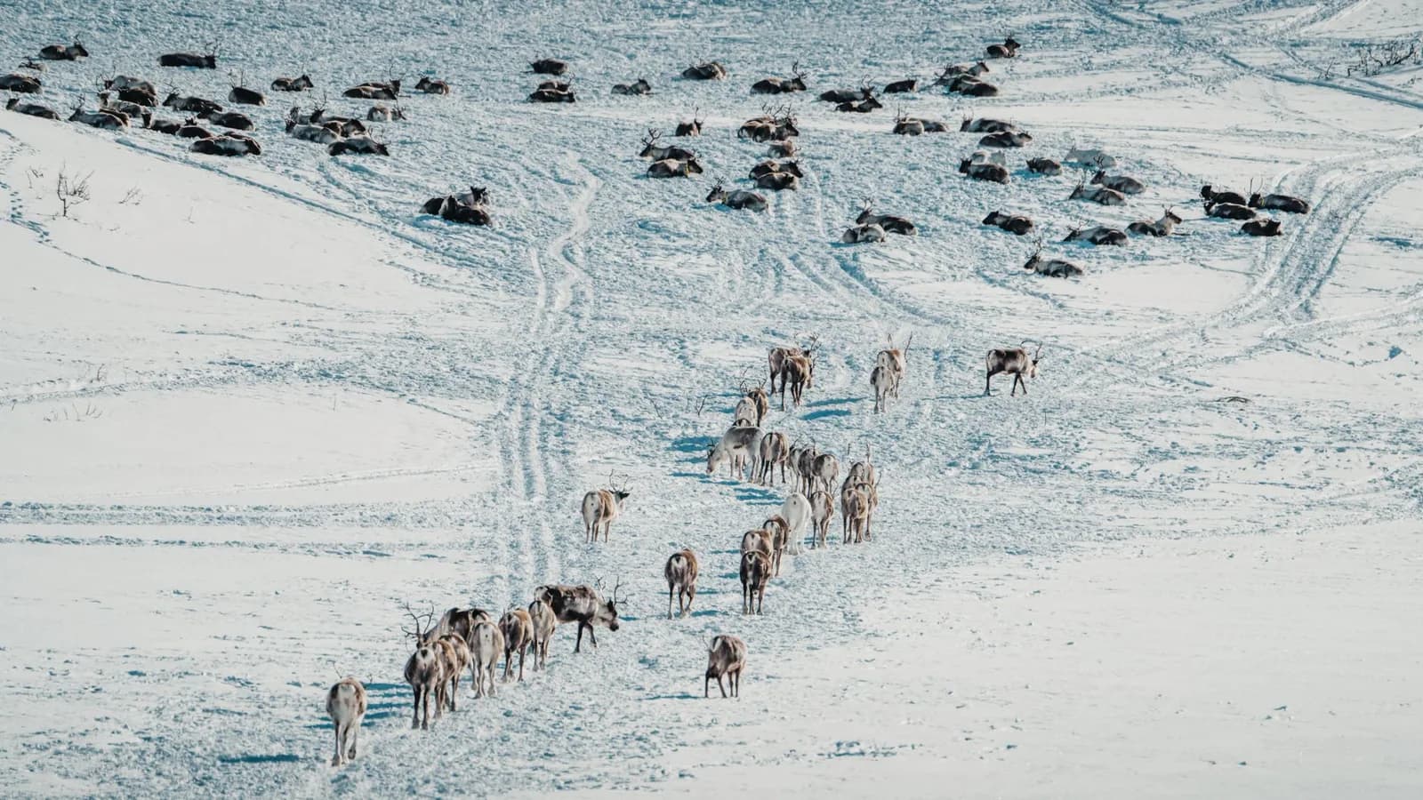 Troupeau de rennes en semi-liberté sur la toundra enneigée du Sápmi